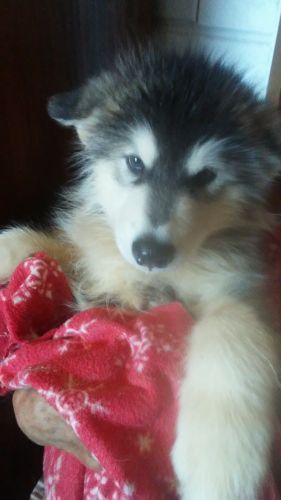 akc alaskan malamute puppies