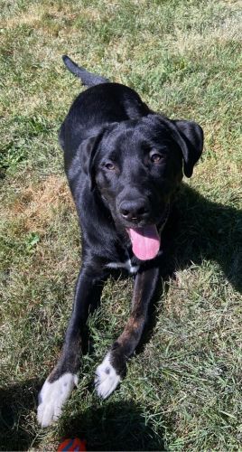 Loving Lab and pit mix