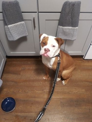 Young Olde English Bulldogge