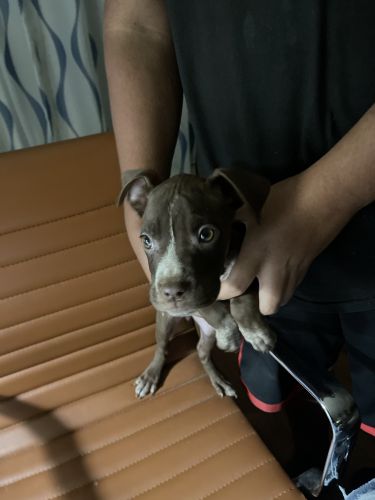 puppies looking for a good home