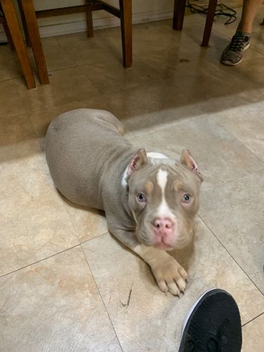 American bulldog pitbull for sale