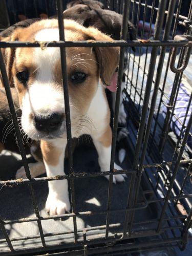 Lab American bulldog mix