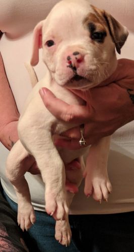 NKC Registered American Bulldog s