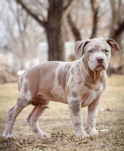 XL Razor Edge American Bulldogs