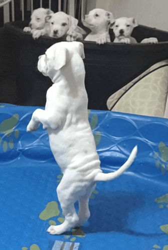 *READY NOW* American bulldog puppies looking for forever homes
