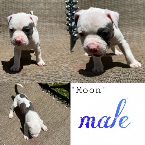 Pit bull puppies bossier city lousiana