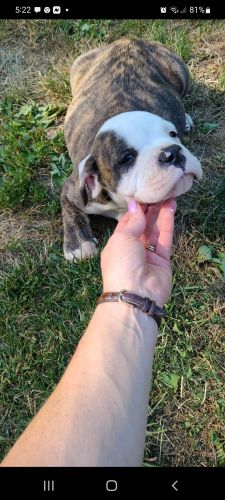 Male American Bulldog puppy