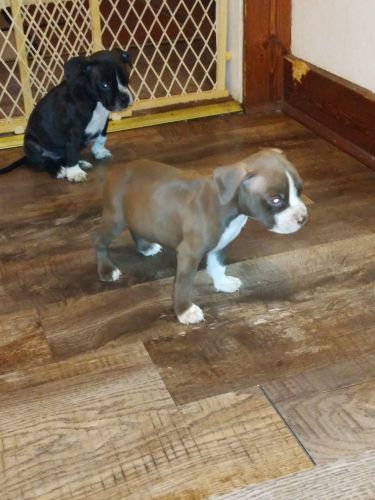 Bully pups