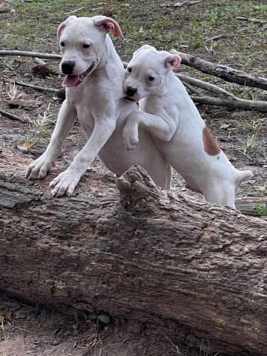 American Bulldogs