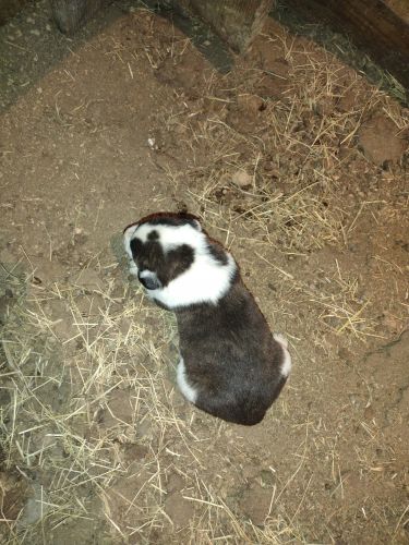 Great Pyrenees bulldog puppies