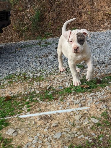NKC registered American bulldog puppies