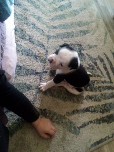 American bulldog puppies