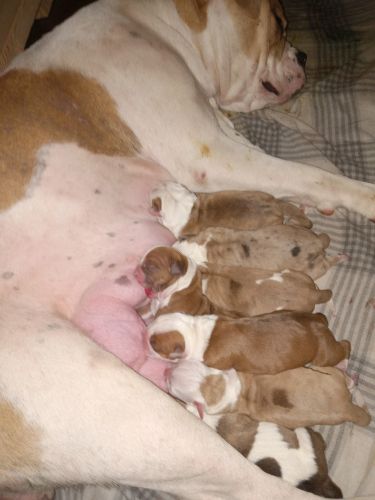 American bulldog pups XL