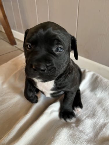 Puppies, Pit/American bull dogs 4weeks