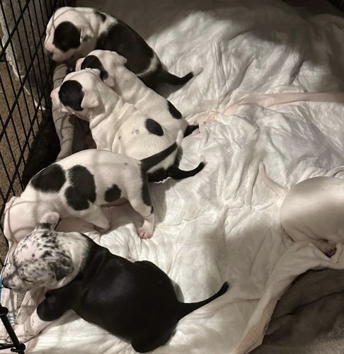5 seven week old American bulldog puppies