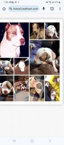 Bullies American xl bullies