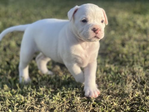 American Bulldog puppies