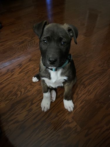 4 1/2 month bullkita male