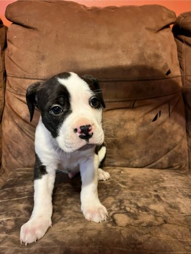 American Bulldog Puppies