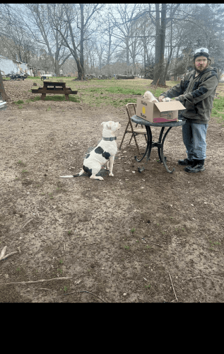 Miniature American bulldog pups available