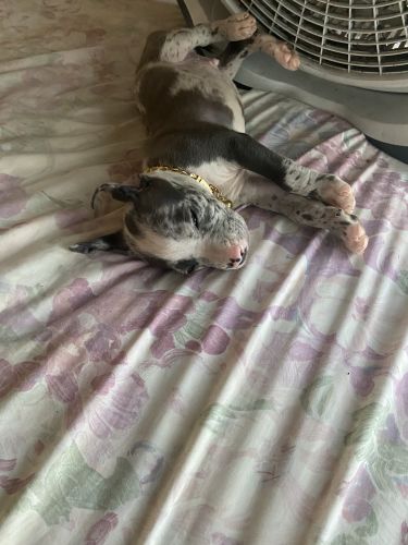 American bully great house dogs and always great with kids