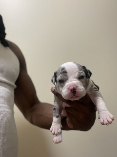 American bully puppies