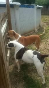 American bulldogs call ***