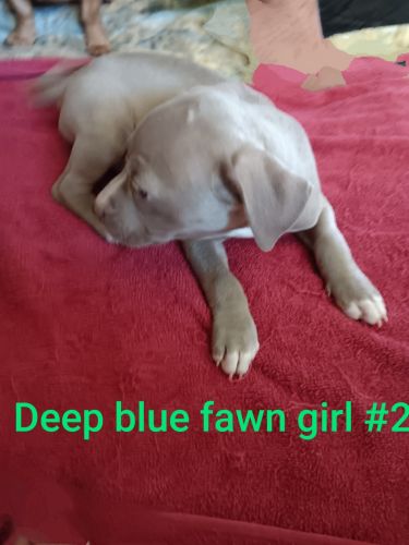 Bully pit mix puppies