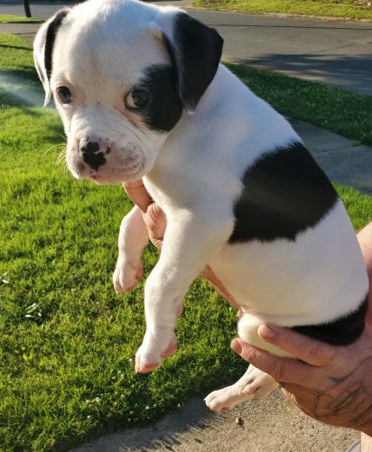 American bulldog 7 weeks old