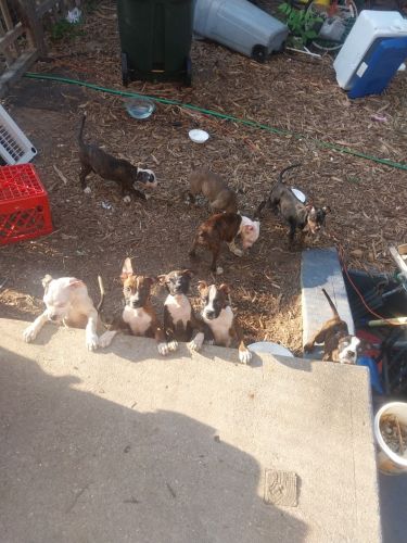 Adorable American Bulldog Boxer Husky puppies