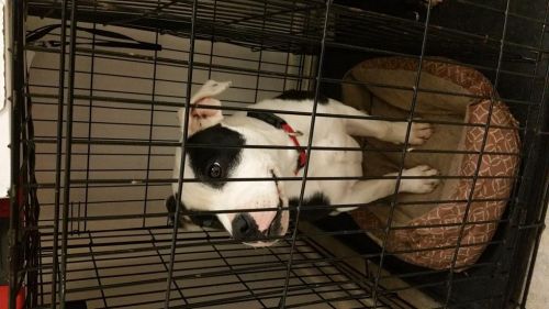 7 month old American Bulldog