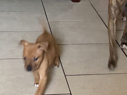 Blue brendal pittbull puppies for sale $1000