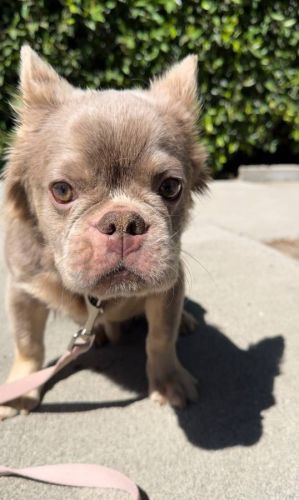 Fluffy French Bulldog