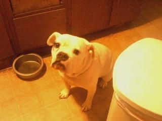 4 year old American bulldog