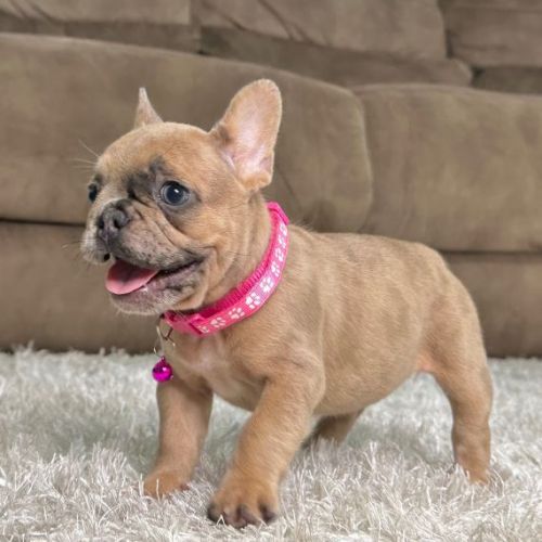 Hi everyone! New American Bulldog puppy you have always dreamed of