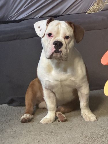 Bulldog for sale