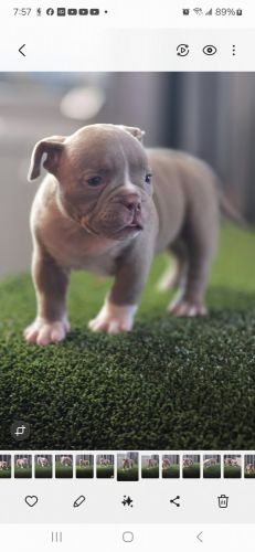 American Bully Pups