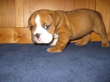English Bulldog Puppies For Adoption