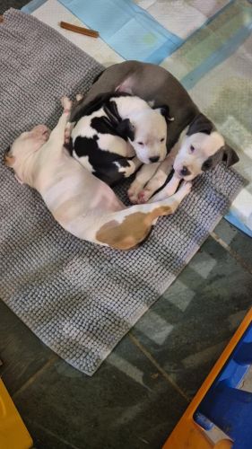 American Bulldog Puppies for sale in Marsden QLD, Australia. price: $1,000