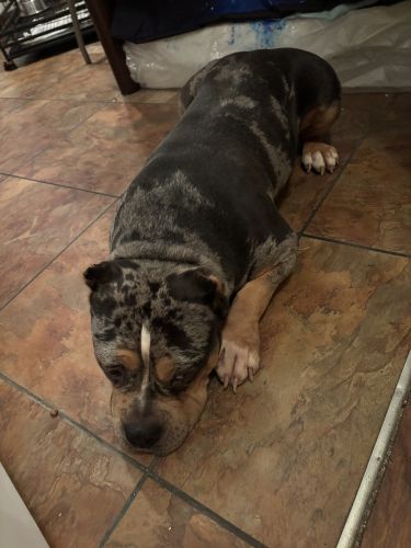 Five Year Old American Bullie In Search Of A Forever Home