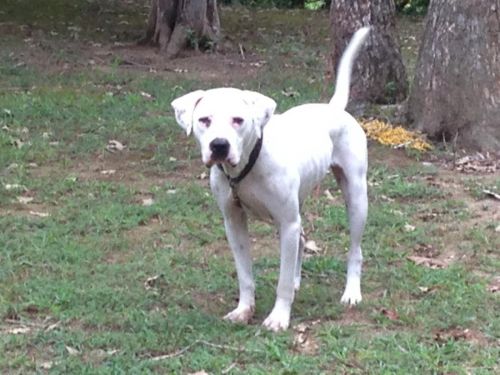 Re-homing - Free to good home