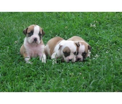 American Bulldog Puppies For Sale