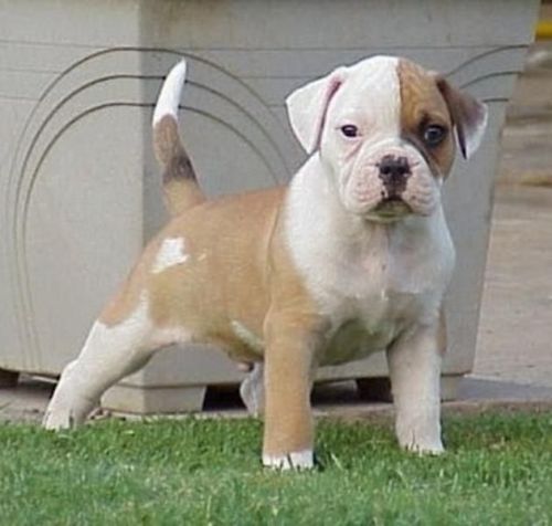 Sweetest American Bulldog Puppies