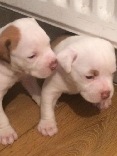Pure Bred American Bulldog Pups