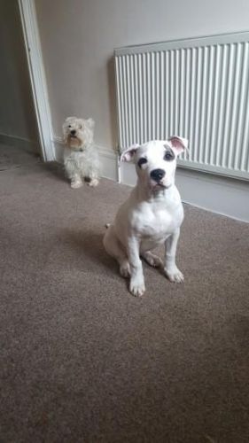 Stunning American Bulldog Puppy