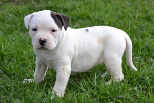 Full Pedigree American Bulldog Pups
