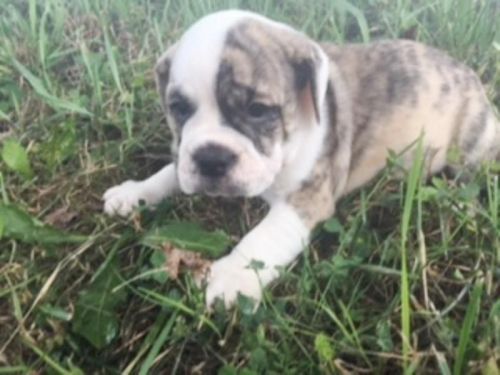 Billy 7/8 Bulldog ***