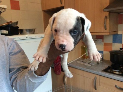 American Bulldog Puppies For Sale