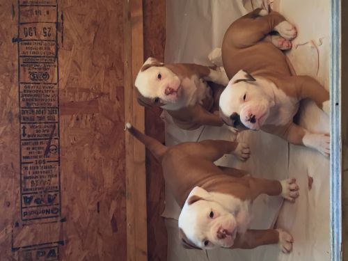 NKC American bulldog puppies