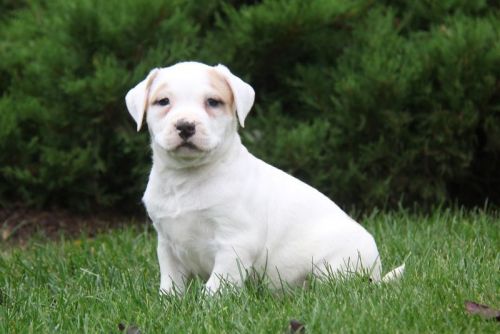 sharp looking American Bulldog